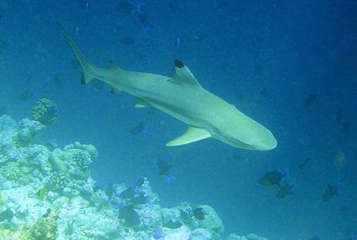 animalstoday-zwartpuntrifhaai-Carcharhinus-melanopterus-foto-MKleine-Wikimedia.jpg